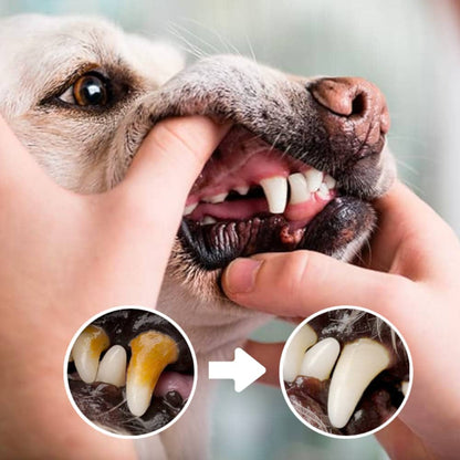 Dentifresh™- Stylo Brossage Canin